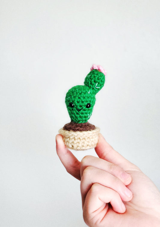 Mini Succulents Set