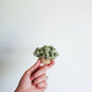 Mini Succulents Set