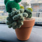 Succulents Pot