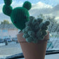 Succulents Pot